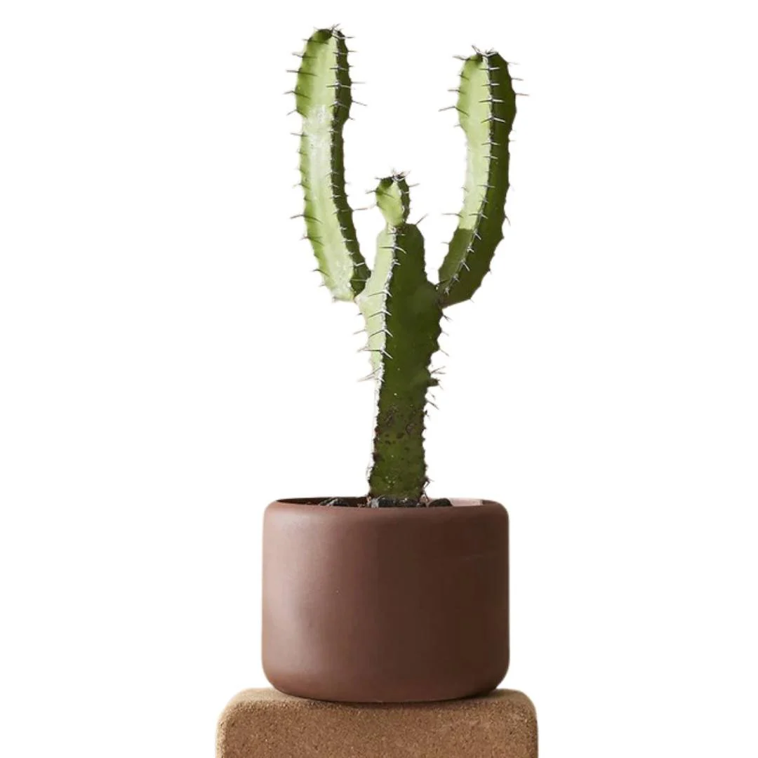 Aaron Probyn Botany Plant Pot - Dark Terracotta (Small 9cm)